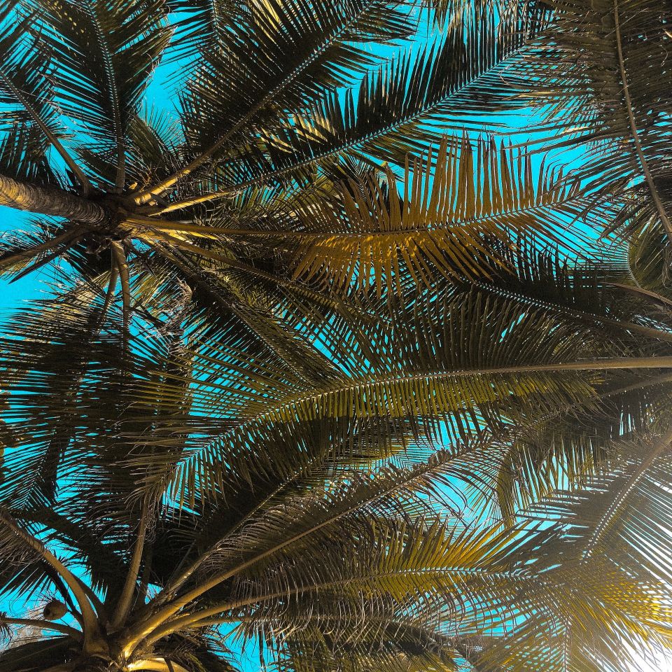 Coconut tree tops with blue sky behind