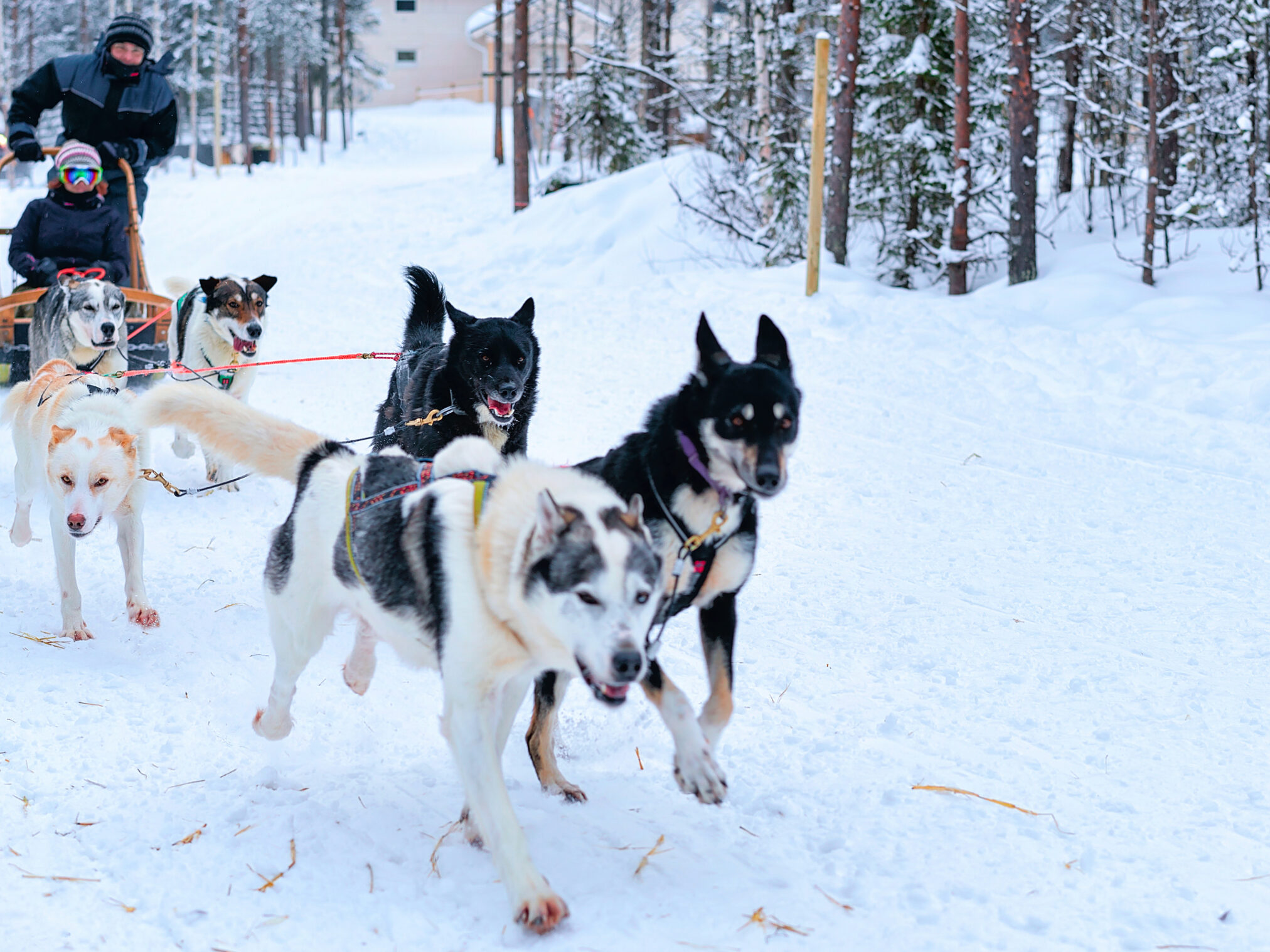 Husky Safari in Rovaniemi, Lapland